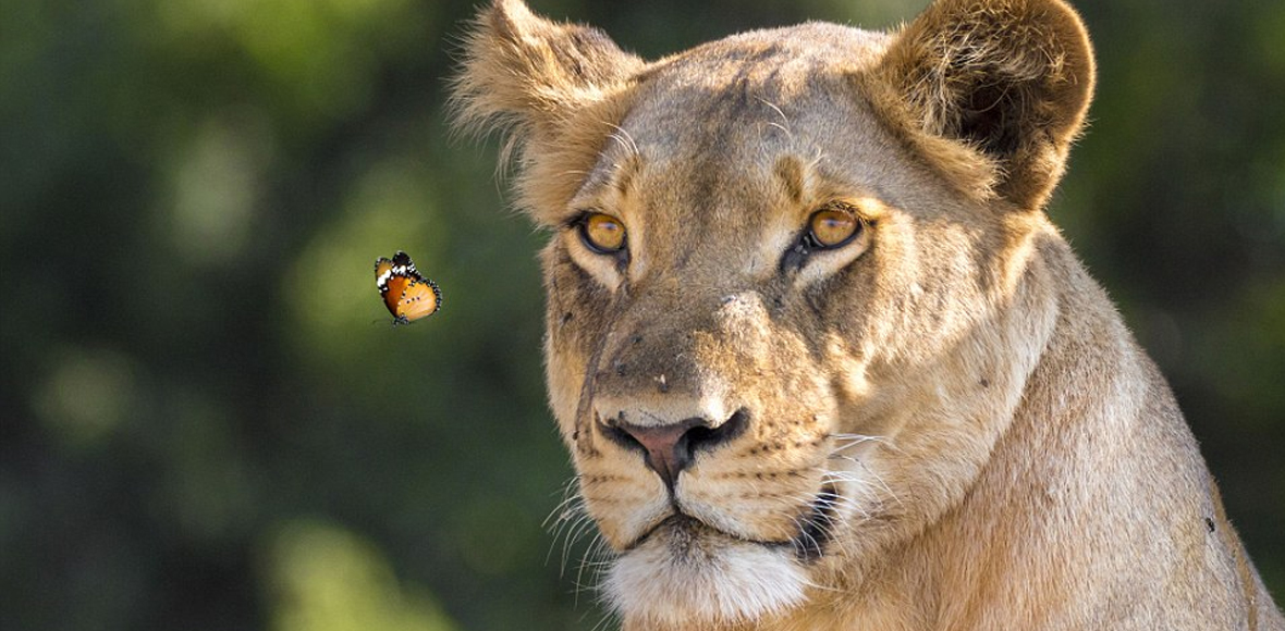 Η ματιά της λέαινας