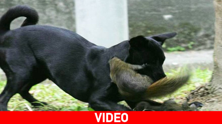 Σκύλος προσπαθεί να γραπώσει σκίουρο αλλά…