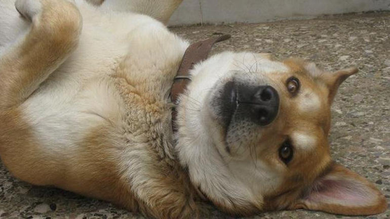 Πέταξαν φόλες σε αδέσποτα στον Πολύγυρο Χαλκιδικής