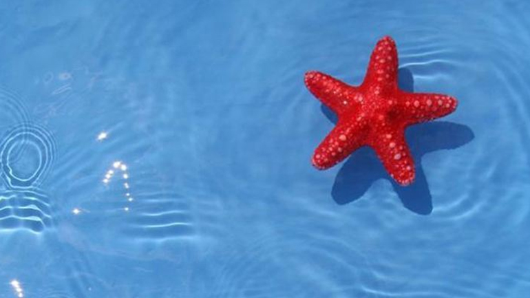 Πού ταξιδεύουν τα ζώδια