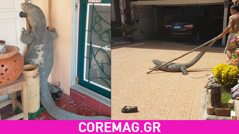 Video: Βρήκαν μια γιγαντιαία σαύρα έξω από την πόρτα τους