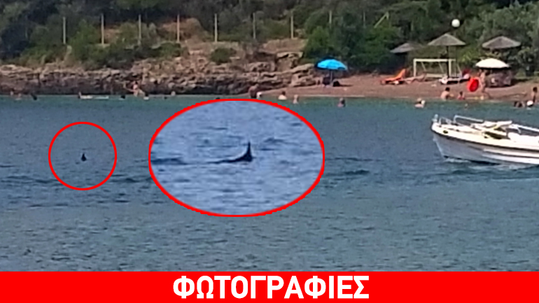 Ξιφίας σε θάλασσα της Μαγνησίας