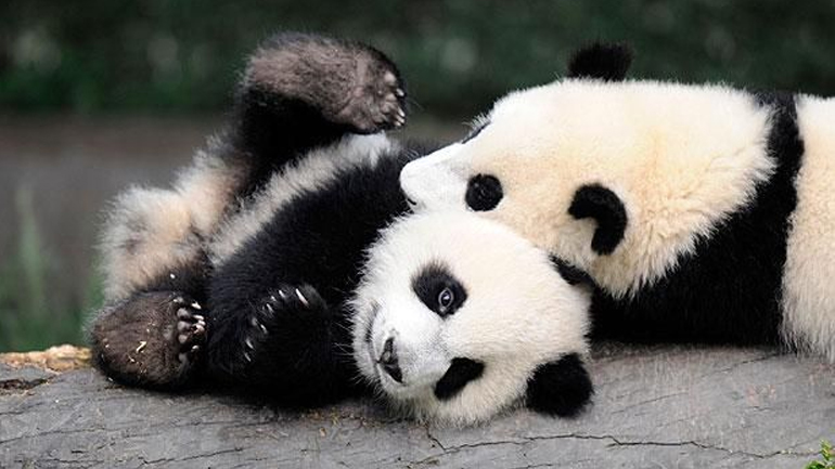 Η κλιματική αλλαγή απειλεί τα πάντα με εξαφάνιση