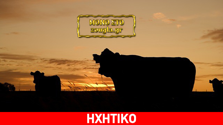Σε απόγνωση κτηνοτρόφοι των Σερρών: Οι Αρχές σφάζουν ολόκληρα κοπάδια αν ασθενήσει έστω και μία αγελάδα