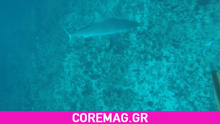 Video: Καρχαρίας επιτίθεται σε δύτη