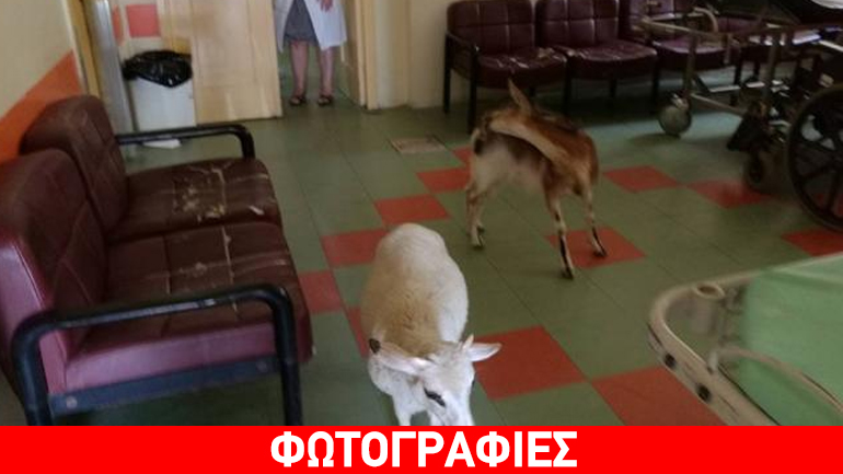 Μια γίδα και ένα πρόβατο βρήκαν… δροσιά στο νοσοκομείο της Αμαλιάδας