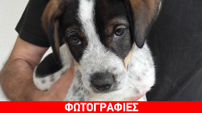 Χαρίζονται δύο πανέμορφα κουταβάκια