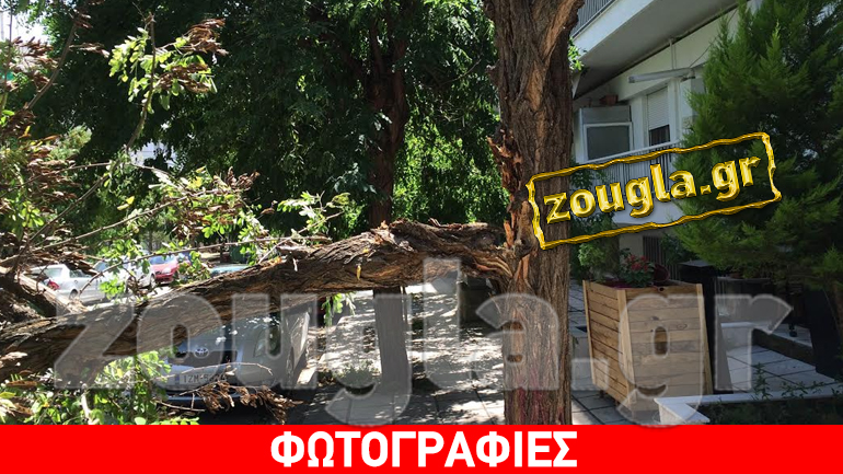 Ξύπνησε και βρήκε το αυτοκίνητό του καταπλακωμένο από δέντρο