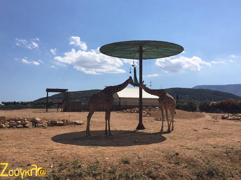 Πανέμορφες καμηλοπαρδάλεις μαγεύουν τον επισκέπτη και δίνουν την αίσθηση ότι βρίσκεται στην Αφρική