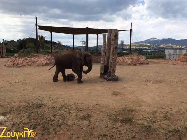 O ένας από τους δύο ελέφαντες παίζει με τη λαστιχένια μπάλα