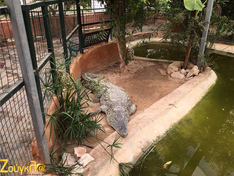 Ο κροκόδειλος παρακολουθεί τους επισκέπτες και χαλαρώνει ήσυχος... (Φυσικά η φωτό ελήφθη με τον εικονολήπτη να βρίσκεται έξω από το κλουβί)