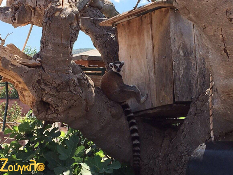 Δεν είναι ο βασιλιάς Τζούλιαν (από την ταινία Μαδαγασκάρη) αλλά πρόκειται για έναν εξίσου παιχνιδιάρη λεμούριο
