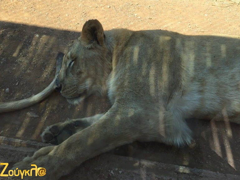 H βασίλισσα της ζούγκλας κοιμάται...