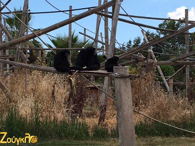 Οι χαριτωμένες μαϊμούδες παίζουν ανέμελες...