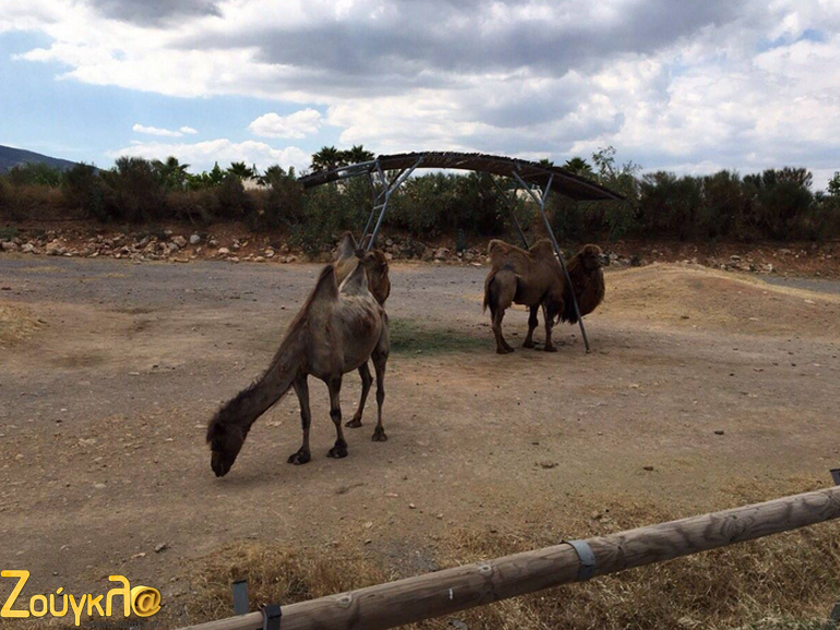 Βακτριανές καμήλες