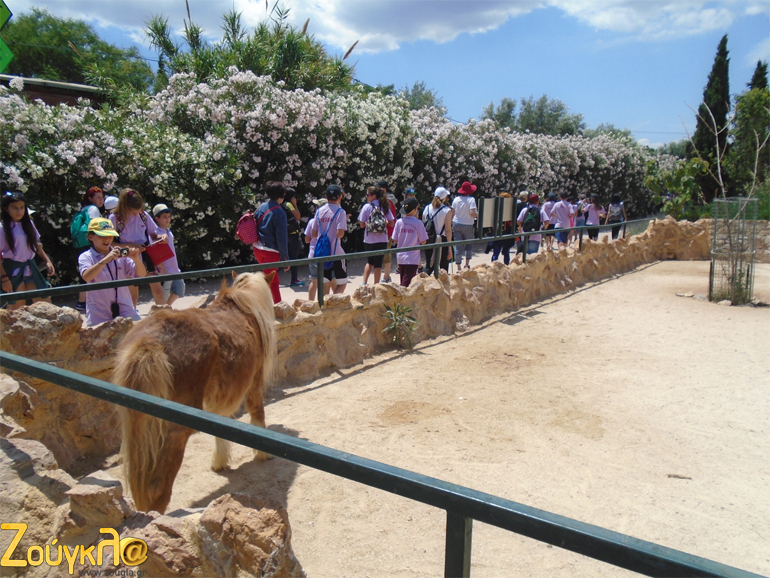 Σέτλαντ πόνυ υποδέχονται τους μικρούς εξευρενητές