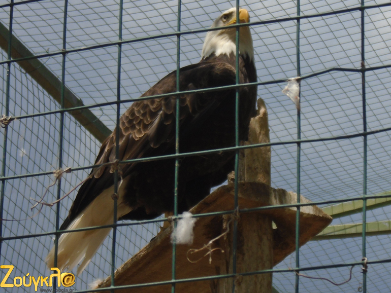 Ο αμερικανικός αετός δεσπόζει στην είσοδο του τομέα πτηνών