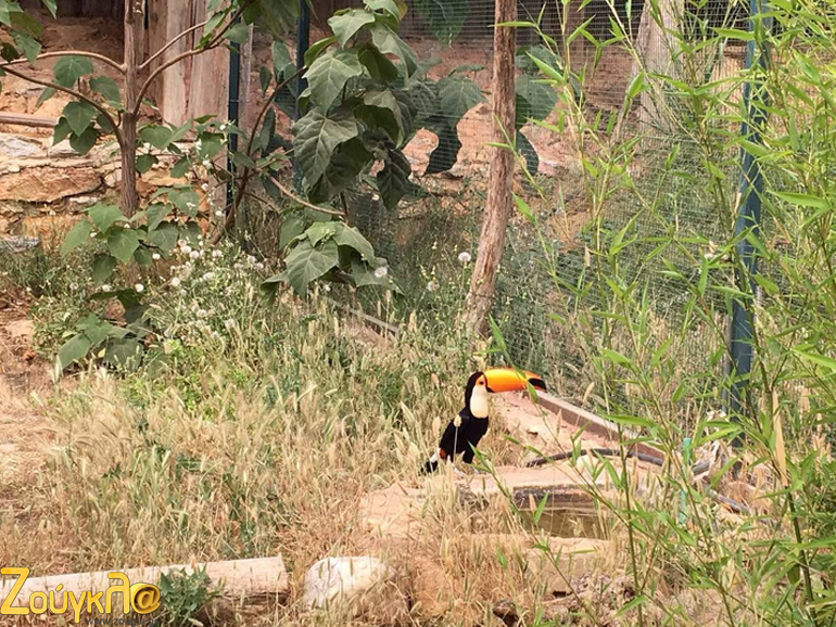 Τουκάν: πανέμορφο εξωτικό πουλί που ζεί στη Νότια και Κεντρική Αμερική