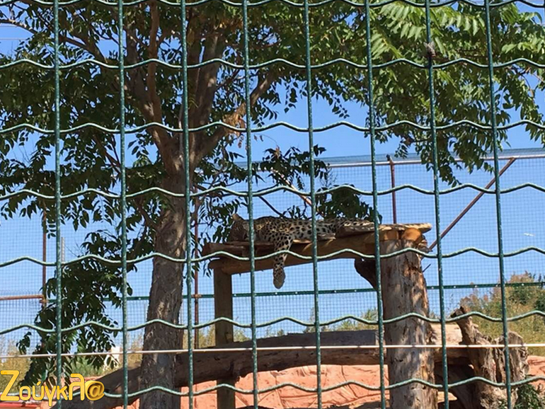 Τα άγρια ζώα δεν μάς έκαναν τη χάρη να τα απολαύσουμε εν κινήσει, καθώς το μεσημέρι συνήθως παίρνουν έναν... υπνάκο