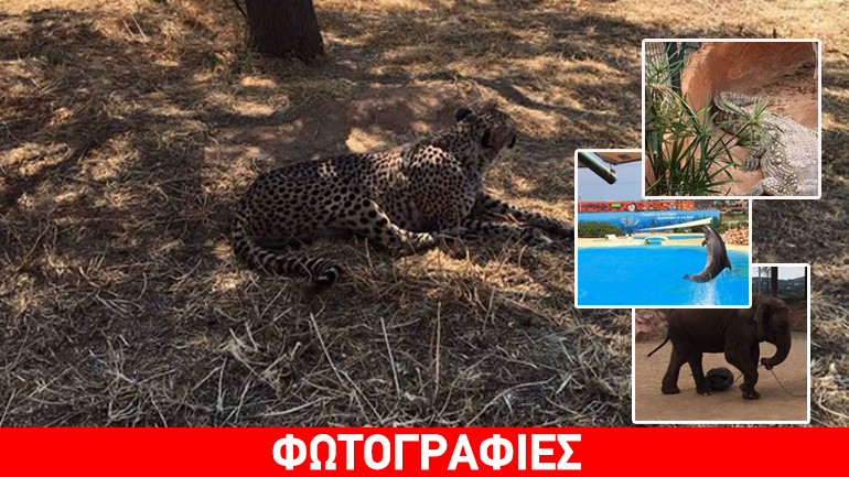 Βόλτα στο Αττικό Πάρκο: Περίπατος ξεγνοιασιάς, εμπειρία ζωής