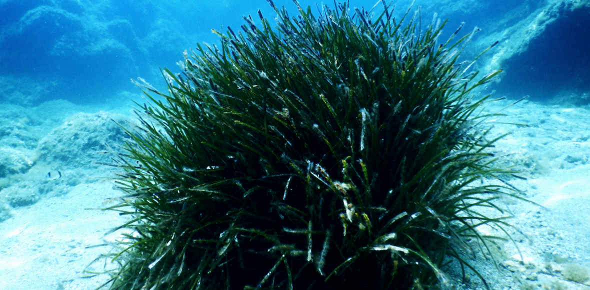 O βυθός κρύβει ομορφιές…