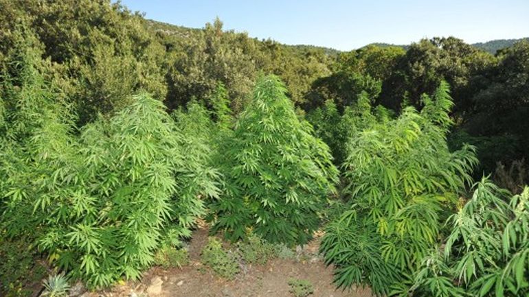 Aνακάλυψαν φυτεία κάνναβης στην Ιπποκράτειο Πολιτεία