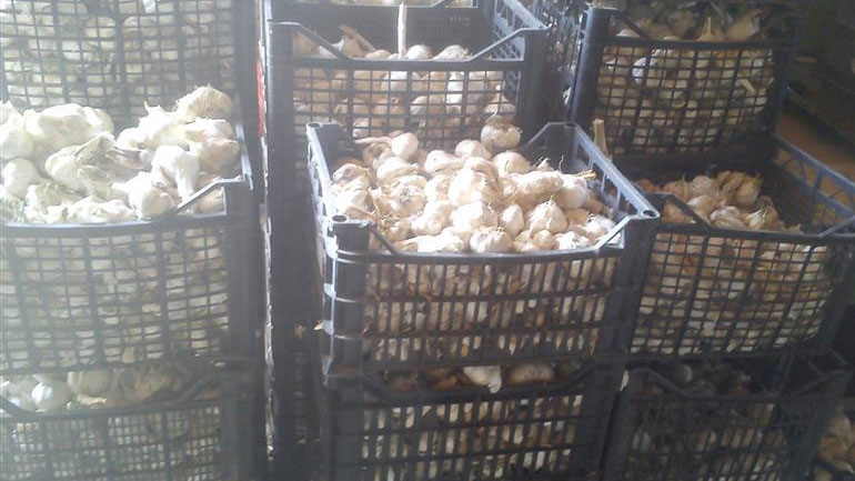 Καταστροφική μείωση στη παραγωγή σκόρδου στον Έβρο