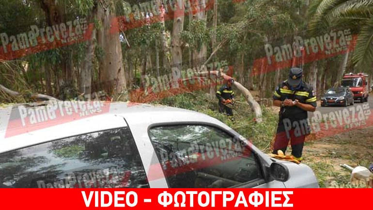 Πρέβεζα: Πτώση δέντρου στην Κυανή Ακτή