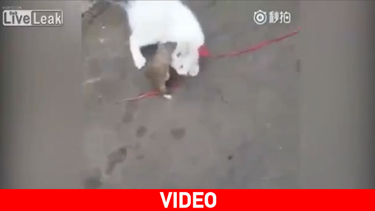 Κίνα: Ποντίκι επιτίθεται σε γάτα