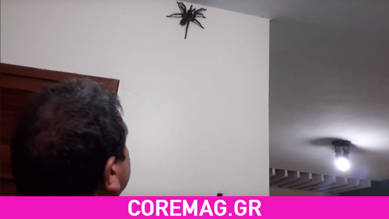 Βρήκε μια ταραντούλα μέσα στο σπίτι του