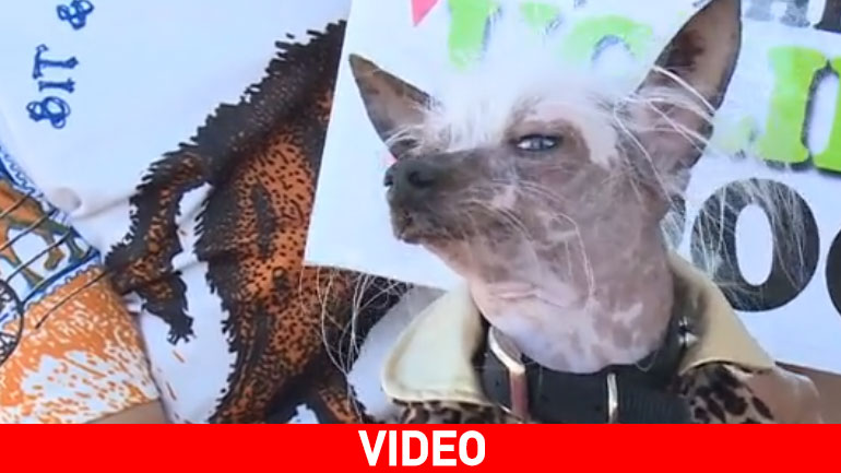 O πιο «άσχημος» σκύλος του κόσμου