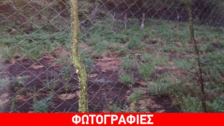 Εντοπίστηκε φυτεία κάνναβης στη Σαμοθράκη