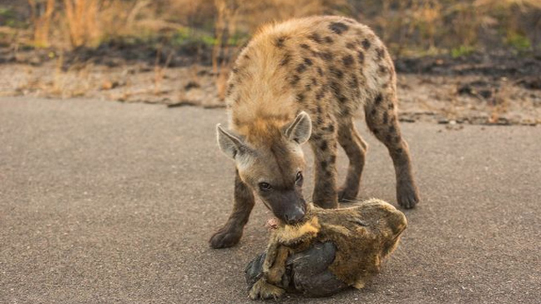 Νότια Αφρική: Ανήλικος πήγε για κάμπινγκ με τους γονείς του και παραλίγο να τον φάει μια ύαινα