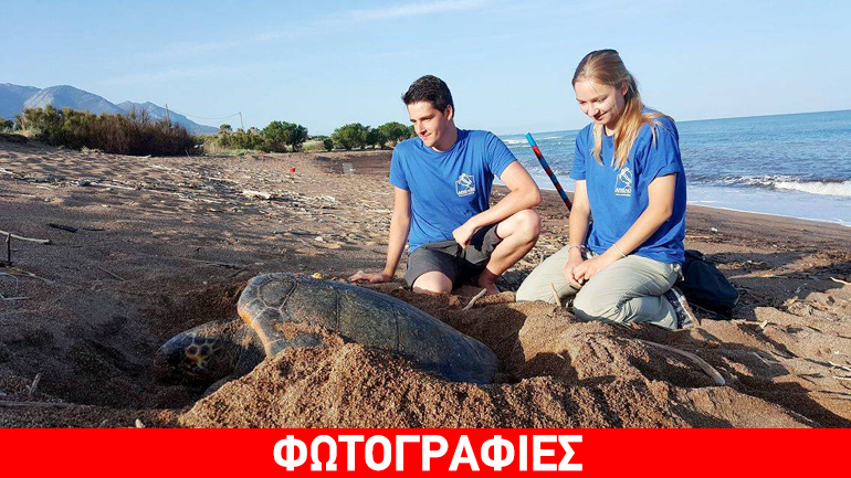 Ξεπέρασαν τις 1.000 οι φωλιές της Caretta caretta στον Νότιο Κυπαρισσιακό Κόλπο!