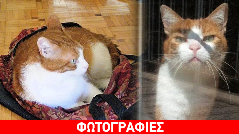 Θέλετε τον τέλειο γάτο; Υιοθετήστε τον Τονίνο