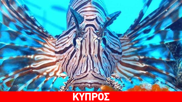 Στην Κύπρο εντοπίστηκε το δηλητηριώδες λεοντόψαρο