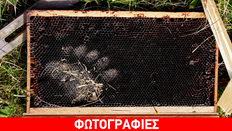 Πώς αντιμετωπίζουν οι χώρες της Ευρώπης τις ζημιές αρκούδων στο ζωικό και φυτικό κεφάλαιο