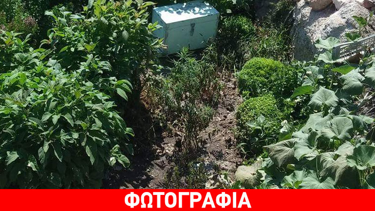 Μήλος: Σύλληψη για καλλιέργεια κάνναβης και κατοχή όπλων