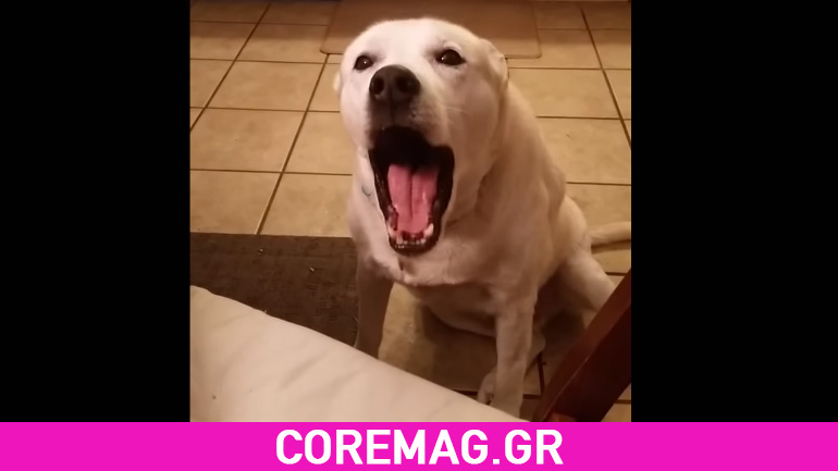 Αυτός ο σκύλος το ‘χει με το μπλα-μπλα