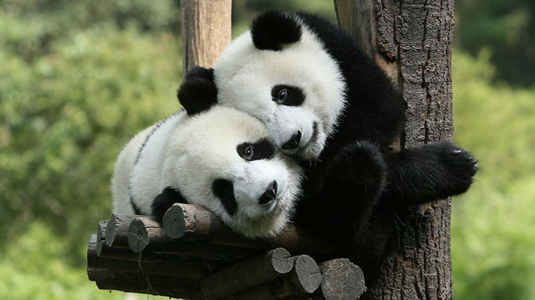 Κίνα: Απελευθέρωση δύο γιγαντιαίων πάντα στη φύση