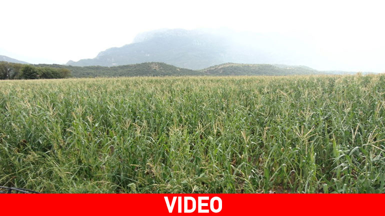 Τρίκαλα: Απόγνωση για τις καταστροφές από την χαλαζόπτωση