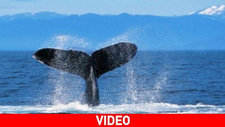 Νέο κήτος εντοπίστηκε στην Κρήτη