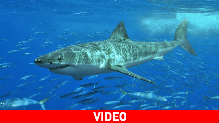 Επιστήμονες ισχυρίζονται ότι κατέγραψαν -επιτέλους- τον τρόπο που κοιμούνται οι Μεγάλοι Λευκοί Καρχαρίες