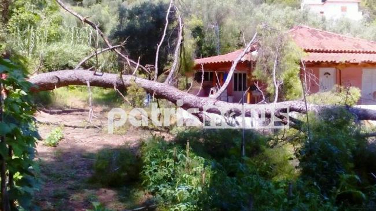 Ολυμπία: Πεύκο έπεσε μέσα στην αυλή σπιτιού