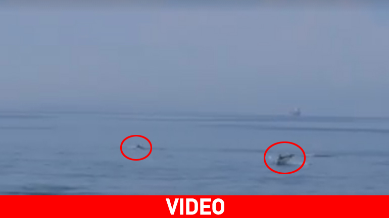 Δελφίνια στα νερά του Θερμαϊκού