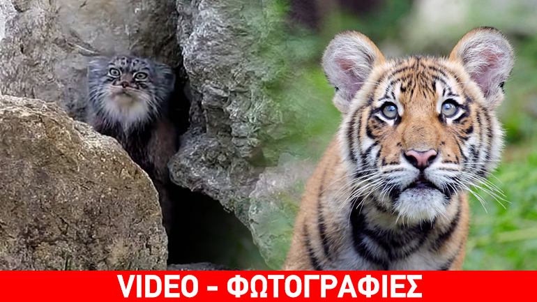 Διαστάσεις… θρύλου λαμβάνει το περίεργο αιλουροειδές της Σητείας – έκκληση από τις Αρχές για την αιχμαλωσία του