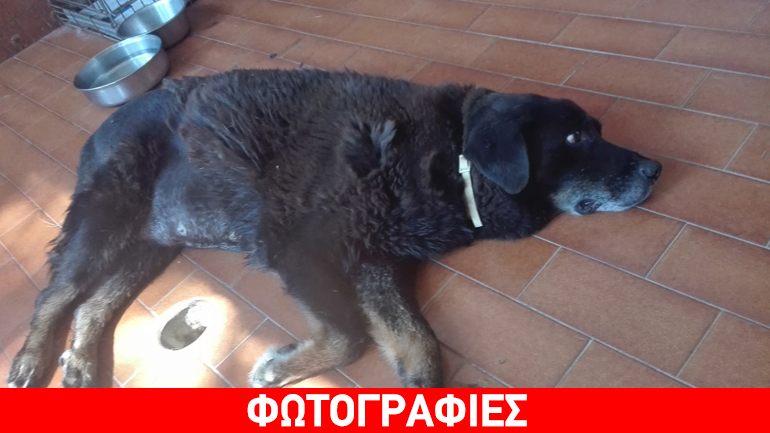 Παράτησαν άρρωστο σκυλί να το φάνε τα σκουλήκια – έκκληση για βοήθεια