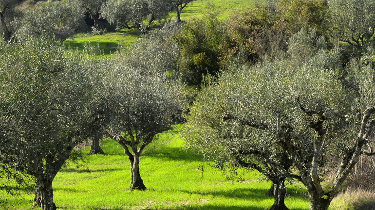 Αποκωδικοποιήθηκε το DNA της ελιάς