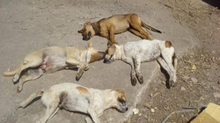 Χανιά: Ενώπιον του εισαγγελέα ηλικιωμένος που δηλητηρίασε σκυλιά