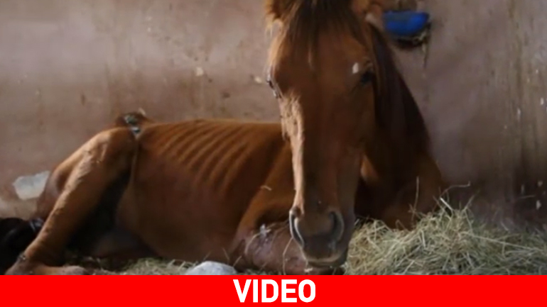 Καταφύγιο γερασμένων και τραυματισμένων αλόγων